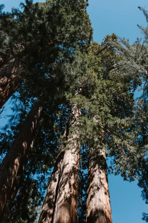 Tall Trees Phone Wallpaper · vertical · 1440×2160