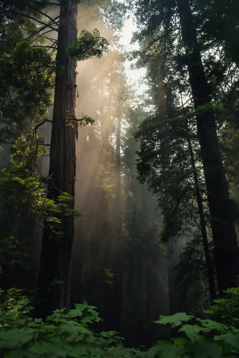 Tall Trees Phone Wallpaper · vertical · 1440×2160