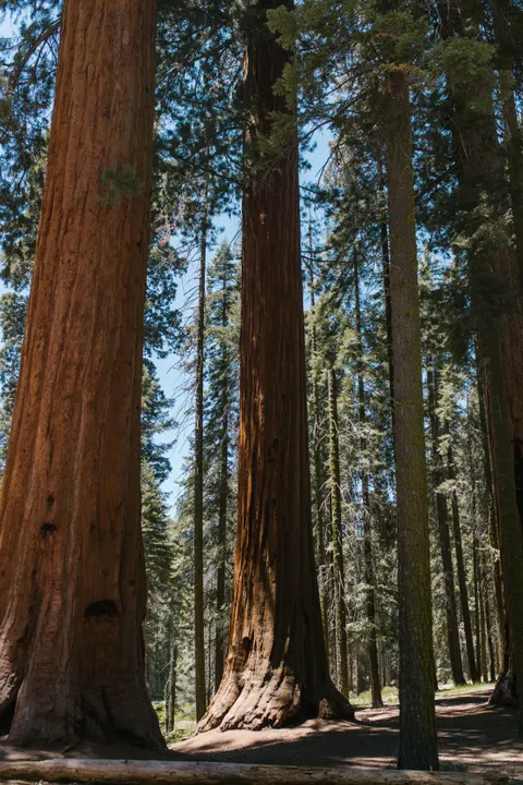 Tall Trees Phone Wallpaper · vertical · 1440×2160