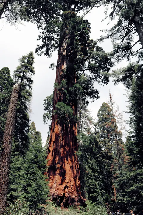 Tall Trees Phone Wallpaper · vertical · 1440×2160