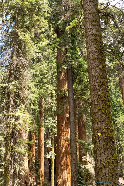 Tall Trees Phone Wallpaper · vertical · 1440×2160