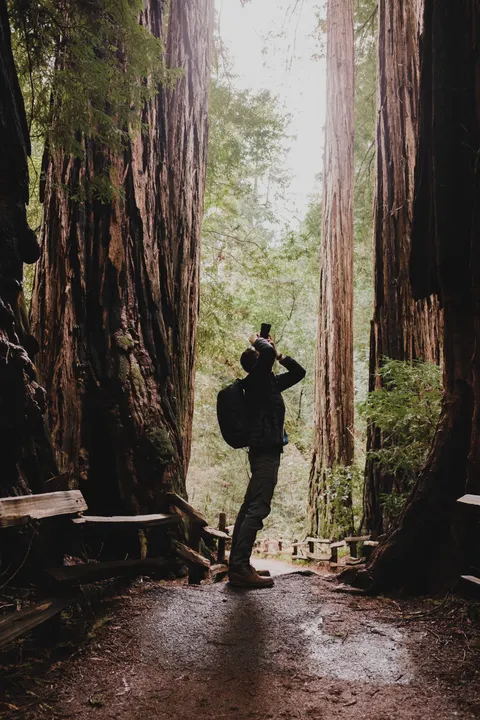 Tall Trees Phone Wallpaper · vertical · 1440×2160