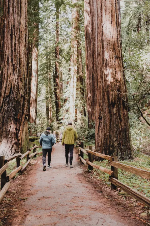 Tall Trees Phone Wallpaper · vertical · 1440×2160