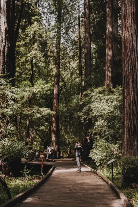 Tall Trees Phone Wallpaper · vertical · 1440×2160