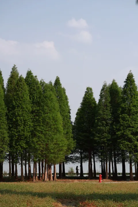 Tall Trees Phone Wallpaper · vertical · 1440×2159