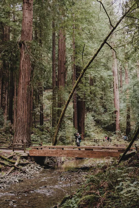 Tall Trees Phone Wallpaper · vertical · 1440×2160
