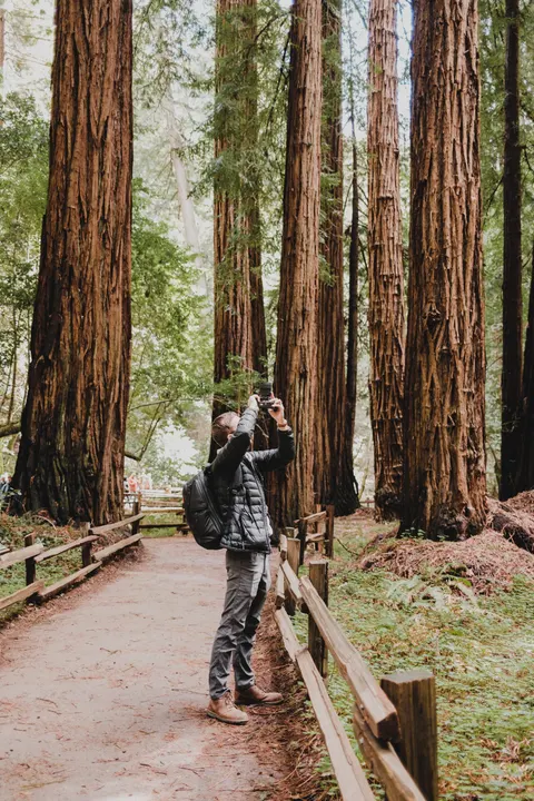 Tall Trees Phone Wallpaper · vertical · 1440×2160