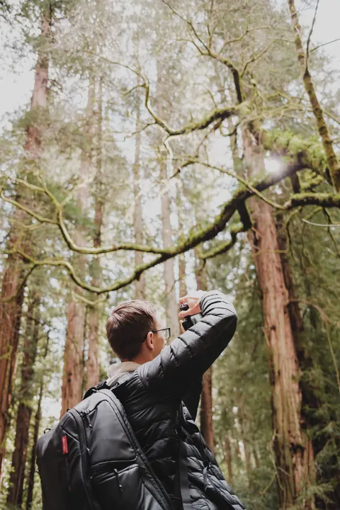 Tall Trees Phone Wallpaper · vertical · 1440×2160