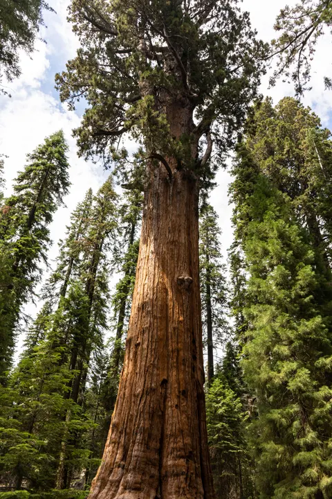 Tall Trees Phone Wallpaper · vertical · 1440×2160