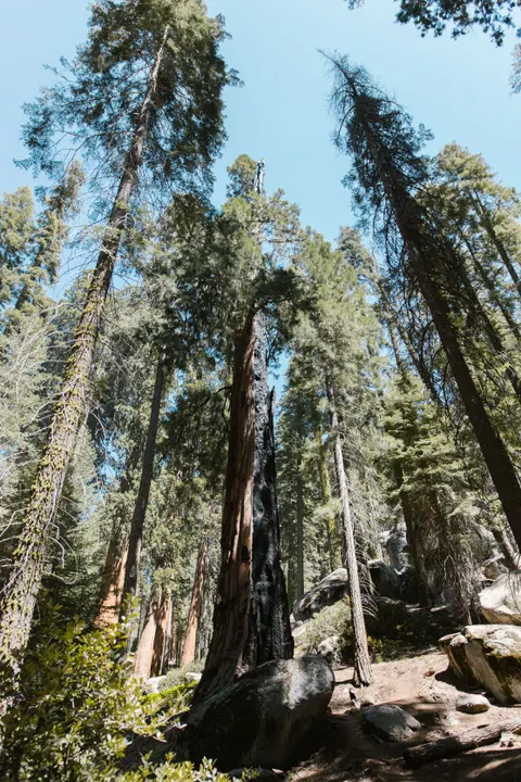 Tall Trees Phone Wallpaper · vertical · 1440×2160