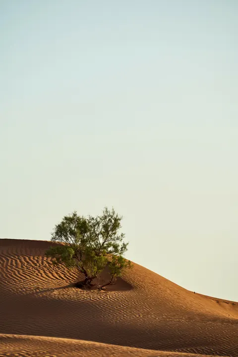 Desert Dunes Phone Wallpaper · vertical · 1440×2160