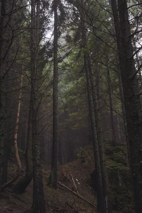 Forest Path Phone Wallpaper · vertical · 1440×2160