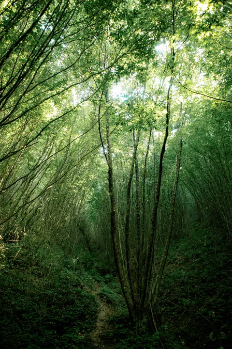 Forest Path Phone Wallpaper · vertical · 1440×2160