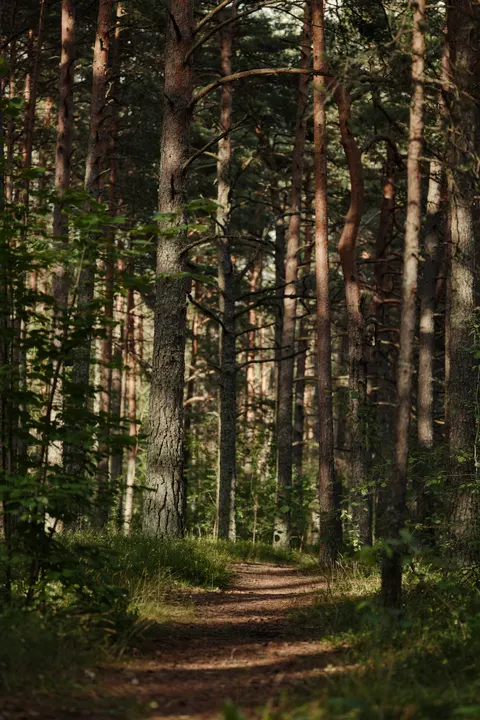 Forest Path Phone Wallpaper · vertical · 1440×2160