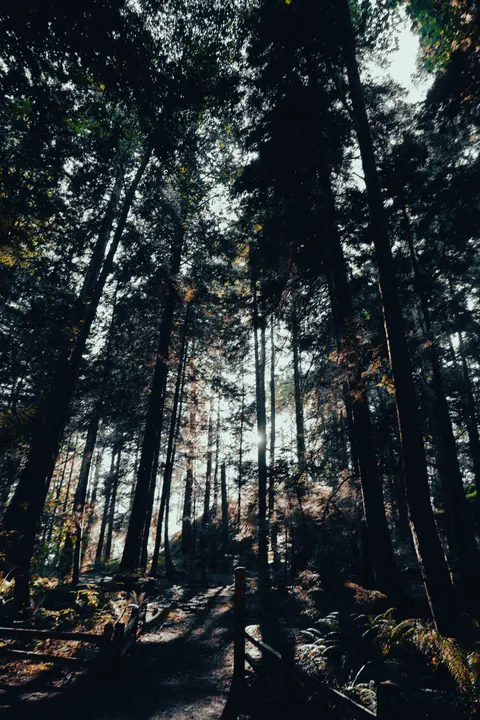 Forest Path Phone Wallpaper · vertical · 1440×2160