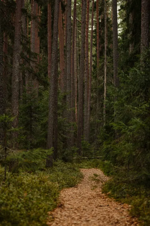 Forest Path Phone Wallpaper · vertical · 1440×2160