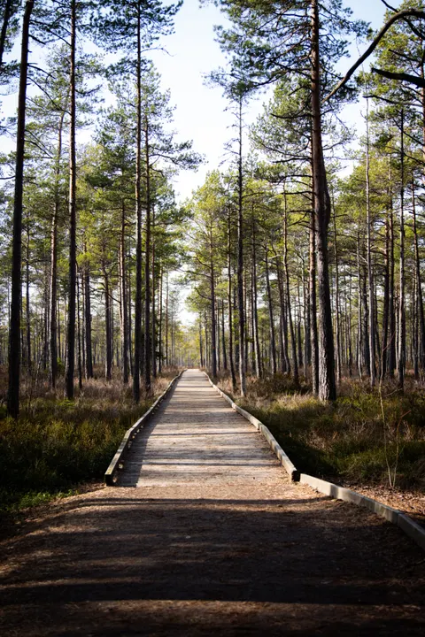 Forest Path Phone Wallpaper · vertical · 1440×2160