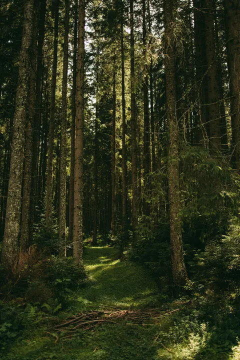 Forest Path Phone Wallpaper · vertical · 1440×2160