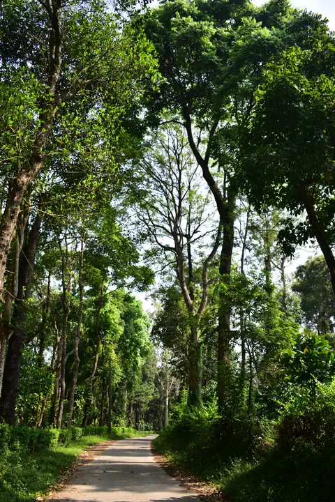 Forest Path Phone Wallpaper · vertical · 1440×2160