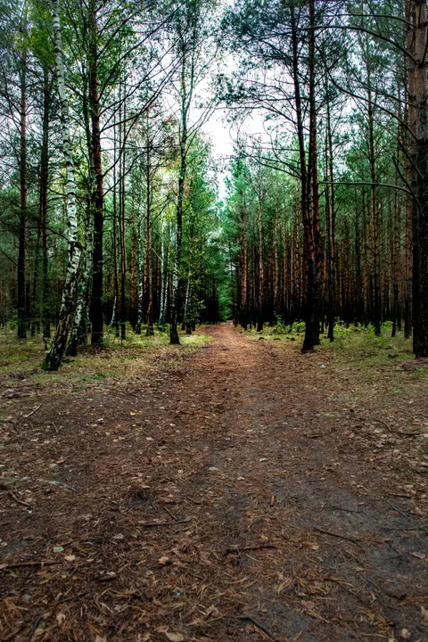 Forest Path Phone Wallpaper · vertical · 1440×2160