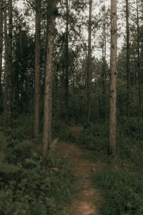 Forest Path Phone Wallpaper · vertical · 1440×2160