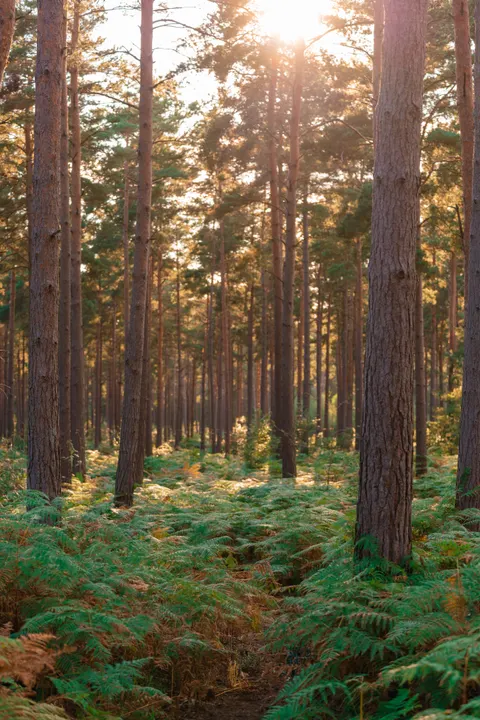 Forest Path Phone Wallpaper · vertical · 1440×2159