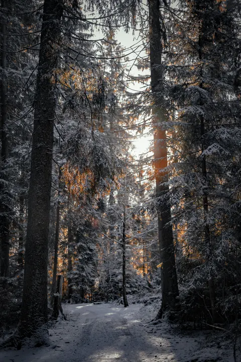 Forest Path Phone Wallpaper · vertical · 1440×2160