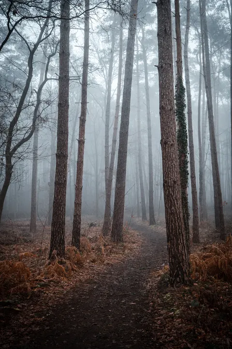 Forest Path Phone Wallpaper · vertical · 1440×2160