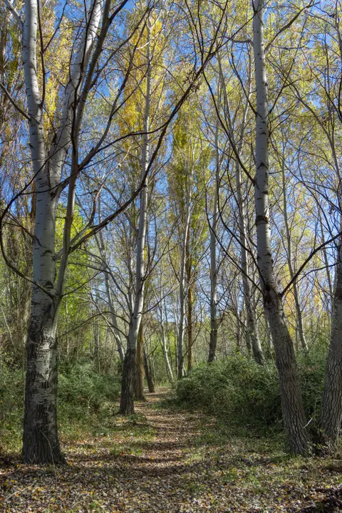Forest Path Phone Wallpaper · vertical · 1440×2160