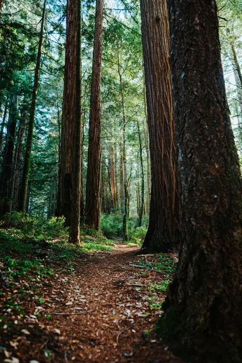 Forest Path Phone Wallpaper · vertical · 1440×2157