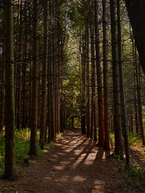 Forest Path Phone Wallpaper · vertical · 1440×1920