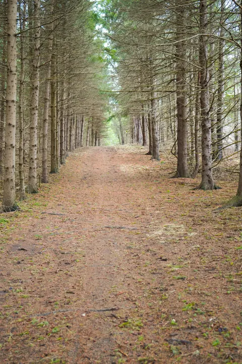 Forest Path Phone Wallpaper · vertical · 1440×2160