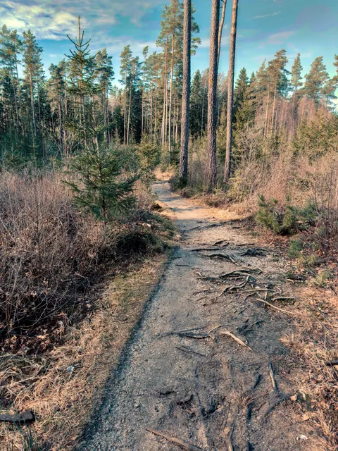 Forest Path Phone Wallpaper · vertical · 1440×1920