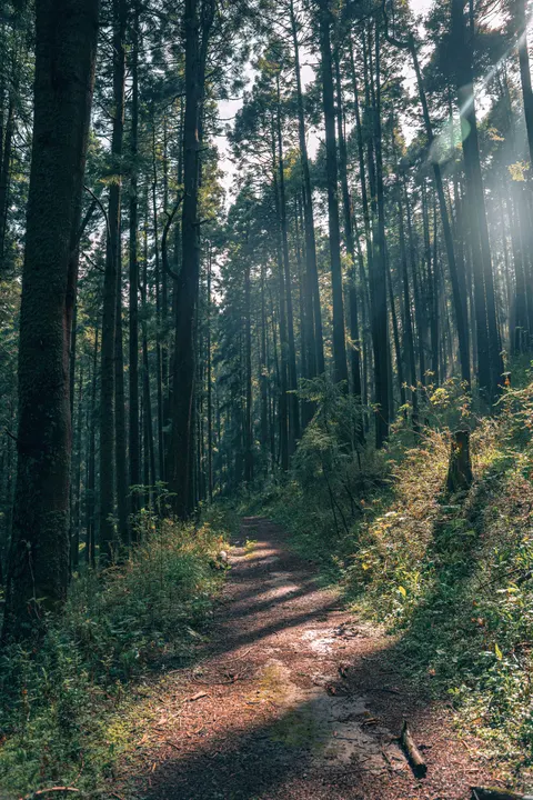 Forest Path Phone Wallpaper · vertical · 1440×2160