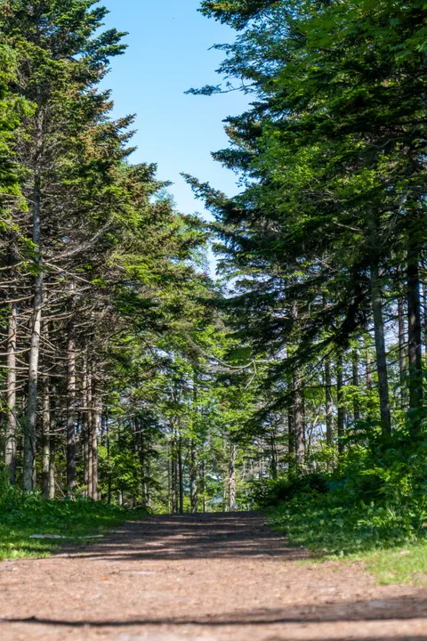 Forest Path Phone Wallpaper · vertical · 1440×2160