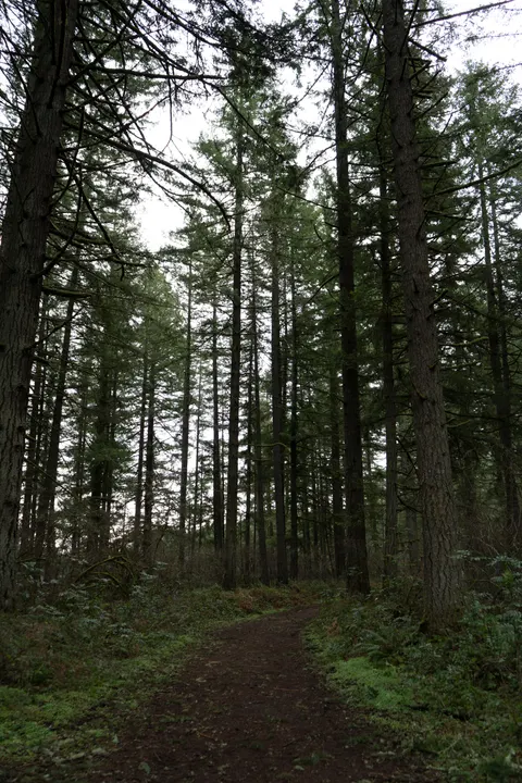 Forest Path Phone Wallpaper · vertical · 1440×2160