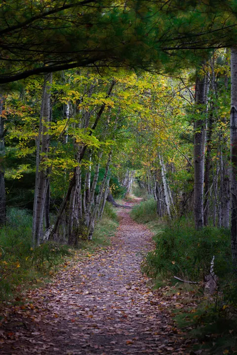Forest Path Phone Wallpaper · vertical · 1440×2160