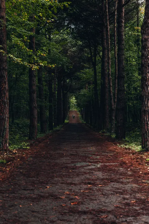 Forest Path Phone Wallpaper · vertical · 1440×2159