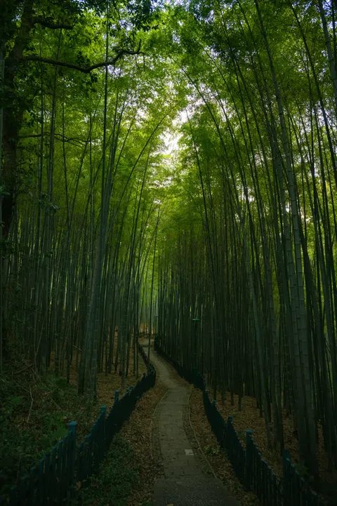 Forest Path Phone Wallpaper · vertical · 1440×2164