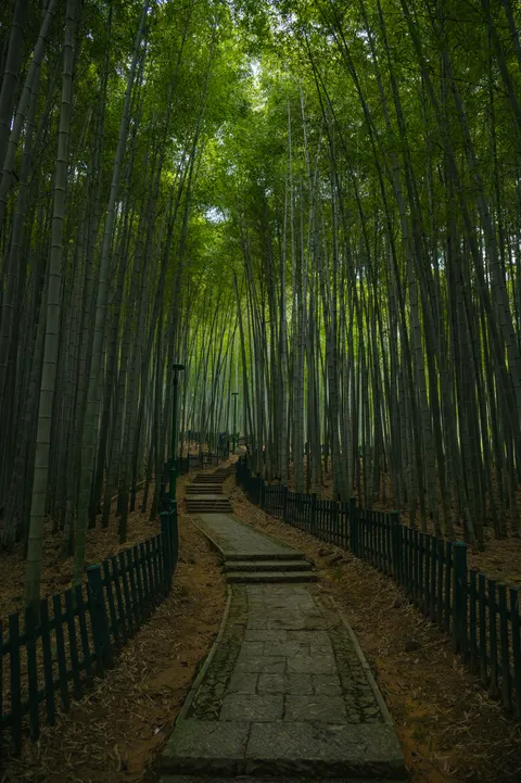 Forest Path Phone Wallpaper · vertical · 1440×2164