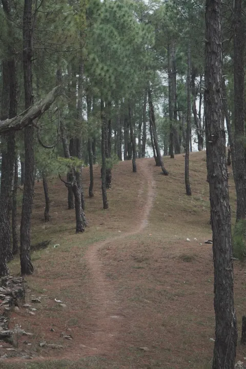 Forest Path Phone Wallpaper · vertical · 1440×2160