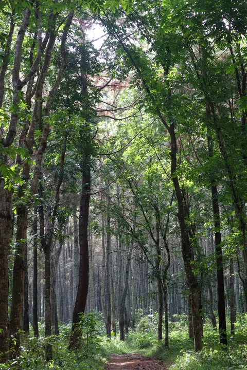 Forest Path Phone Wallpaper · vertical · 1440×2160