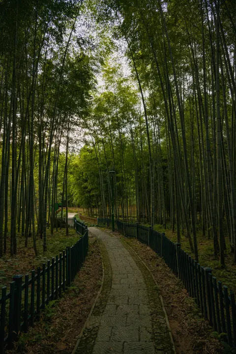 مسیر جنگل والپیپر موبایل · vertical · 1440×2164
