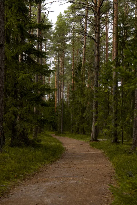 Forest Path Phone Wallpaper · vertical · 1440×2160