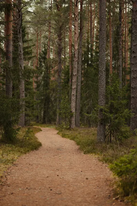 Forest Path Phone Wallpaper · vertical · 1440×2160