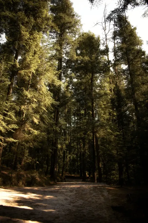Forest Path Phone Wallpaper · vertical · 1440×2160