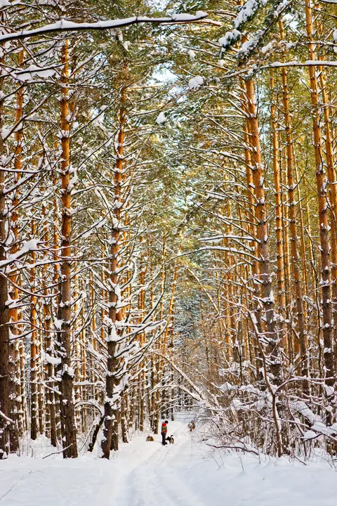 Forest Path Phone Wallpaper · vertical · 1440×2160