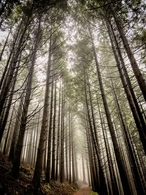 Forest Path Phone Wallpaper · vertical · 1440×1920