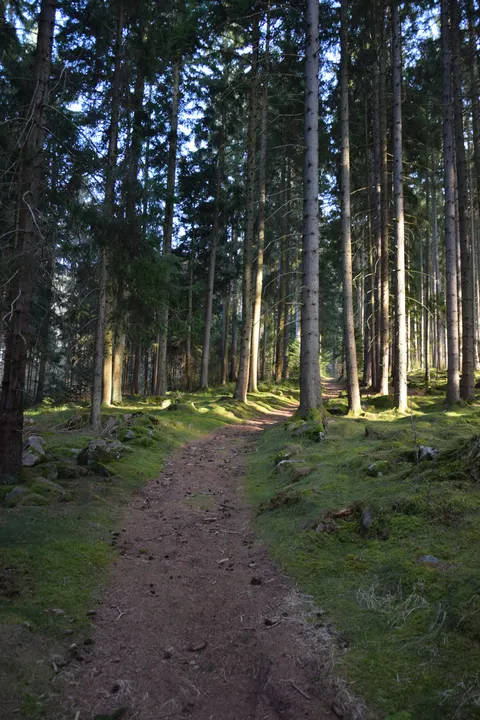 Forest Path Phone Wallpaper · vertical · 1440×2160
