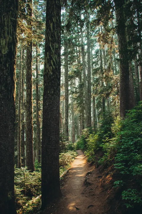 Forest Path Phone Wallpaper · vertical · 1440×2160
